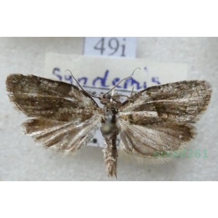 Syndemis musculana (Hübner, 1799) Czech49i